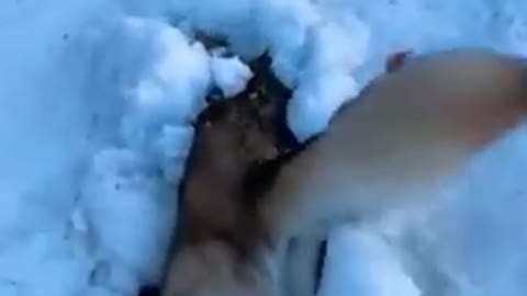 Dog Love Playing In Snow 😘😍 #shorts #cutedog