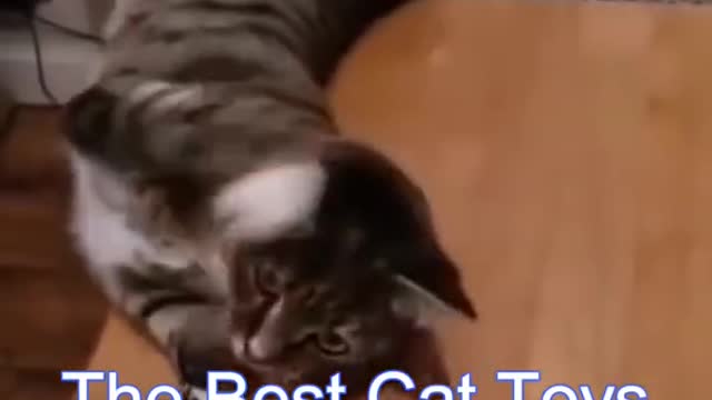 Best Funny Cat Videos Funniest Cats Funny Animal Videos Best Services #shorts #short