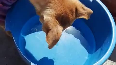 This puppy likes to make bubbles in the water