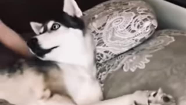 Funny dog husky fun time