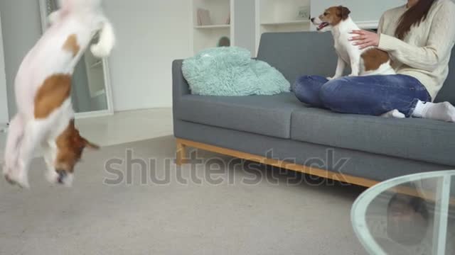 golden retriever eating dog food from metal bowl, concept of online shop delivery for pets