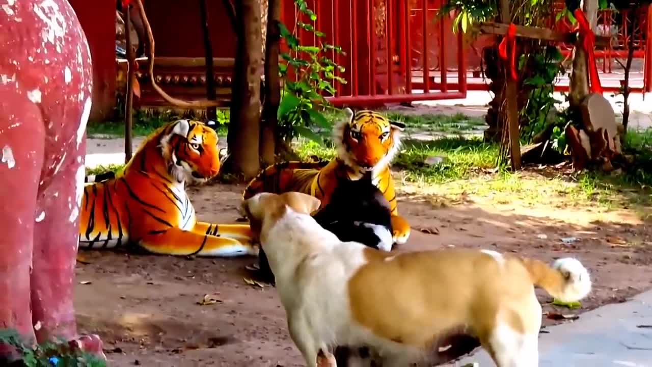 Prank dog & Fake Tiger Vs Dog Prank Video Funny