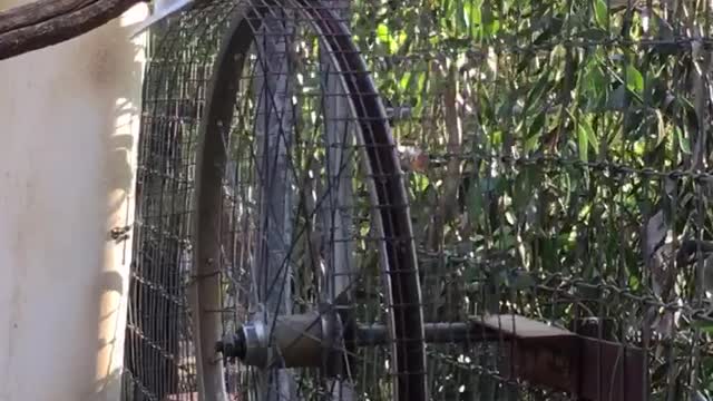 Cockatoo Has The Time Of His Life Spinning On A Makeshift Ferris Wheel