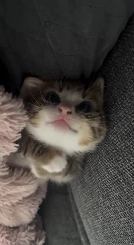 Sweet purring kitten 😊