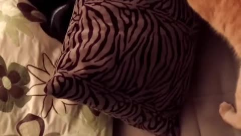 Orange cat jumps onto couch to find black cat hiding behind pillows