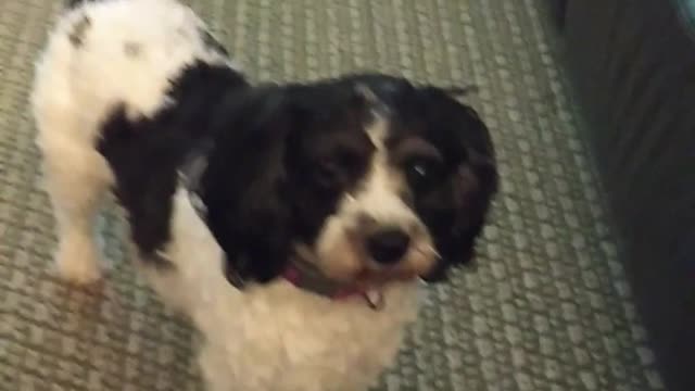 Black white dog playing with pink balloon in living room