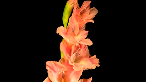 Pink gladiolus flower blooming