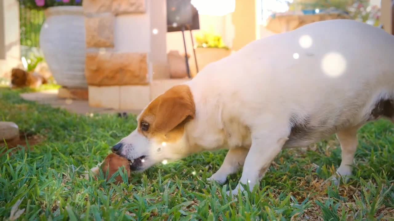 Dog is eating the food 😚