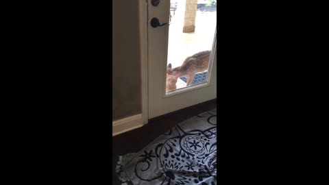 Wet kitten takes a bath in rescued deer, look at that