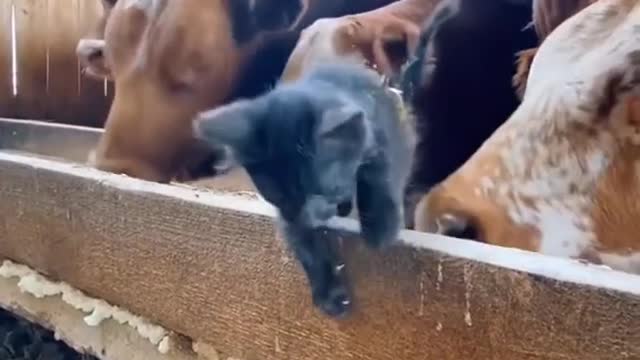 The cat is walking in front of the buffaloes, not letting the buffaloes walk