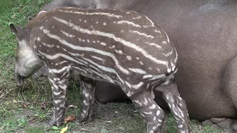 Animals Who Will Totally Blow You Away