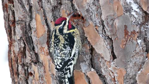 Bird Woodpecker Branch Tree Feathers Beak Animal