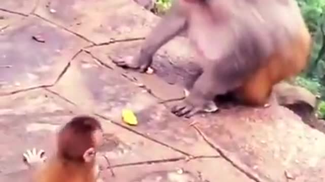 monkey funny