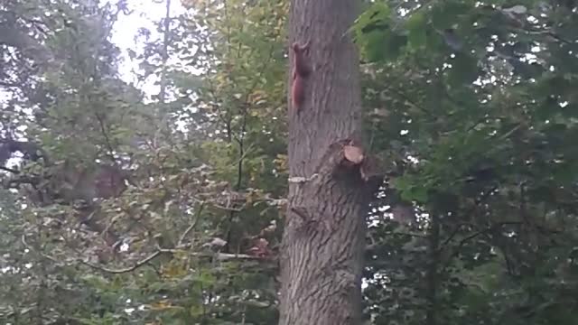 Squirrel's run on Tree