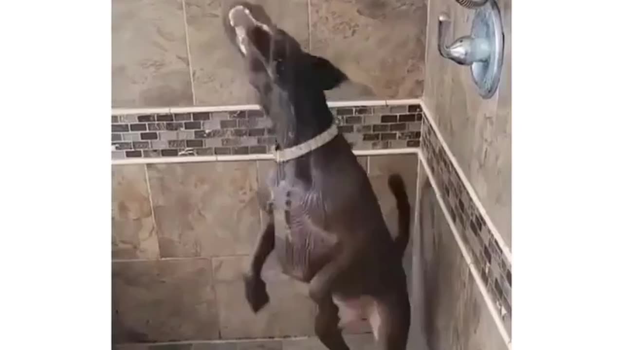Doggo Clean-Up A Bath Time Adventure