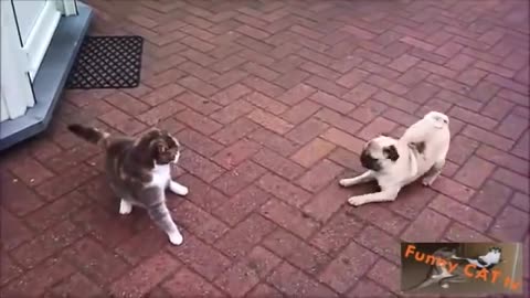 Dogs And Cats Meeting Each other Day 1