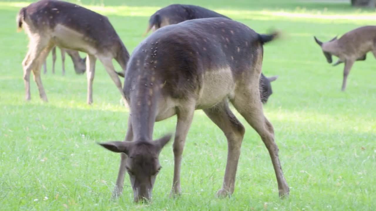Fallow deer doe grazes in a meadow by a forest on a sunny day