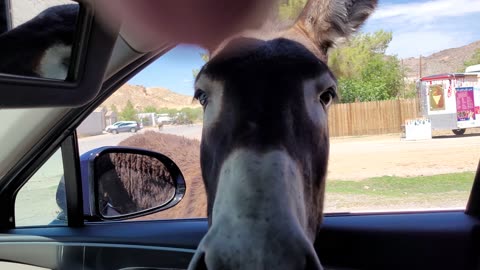 Donkeys - Beatty NV US 95 - 20230619 - 4