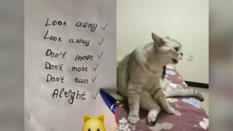 Amazing Cats talking better than Humans