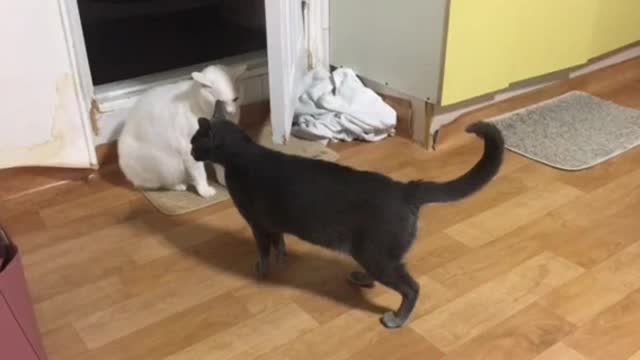The nerve war between two cats on the verge of fighting