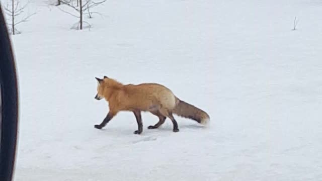 Successful Hunt by Red Fox