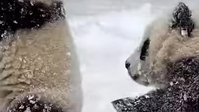 So Cute! How Adorable, Little Pandas Playing With Snow.