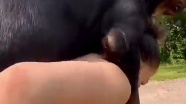 smart dog wants to be carried