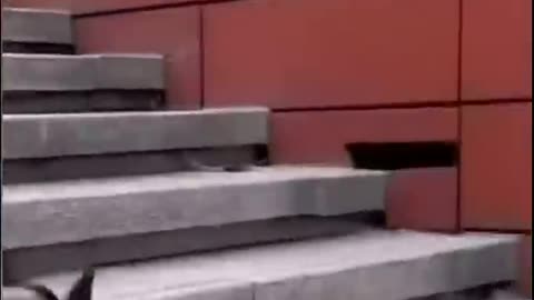Funny animals videos