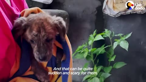 Stray Puppy Gets Rescued And Can't Stop Jumping For Joy | The Dodo