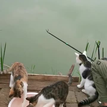 This group of stray cats watches fishermen on time every day