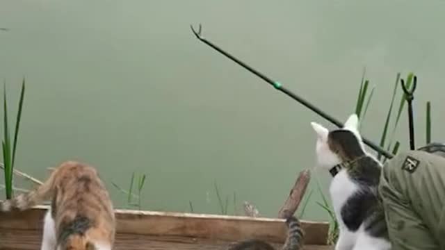 This group of stray cats watches fishermen on time every day