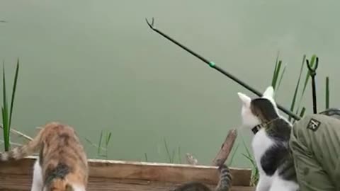 This group of stray cats watches fishermen on time every day