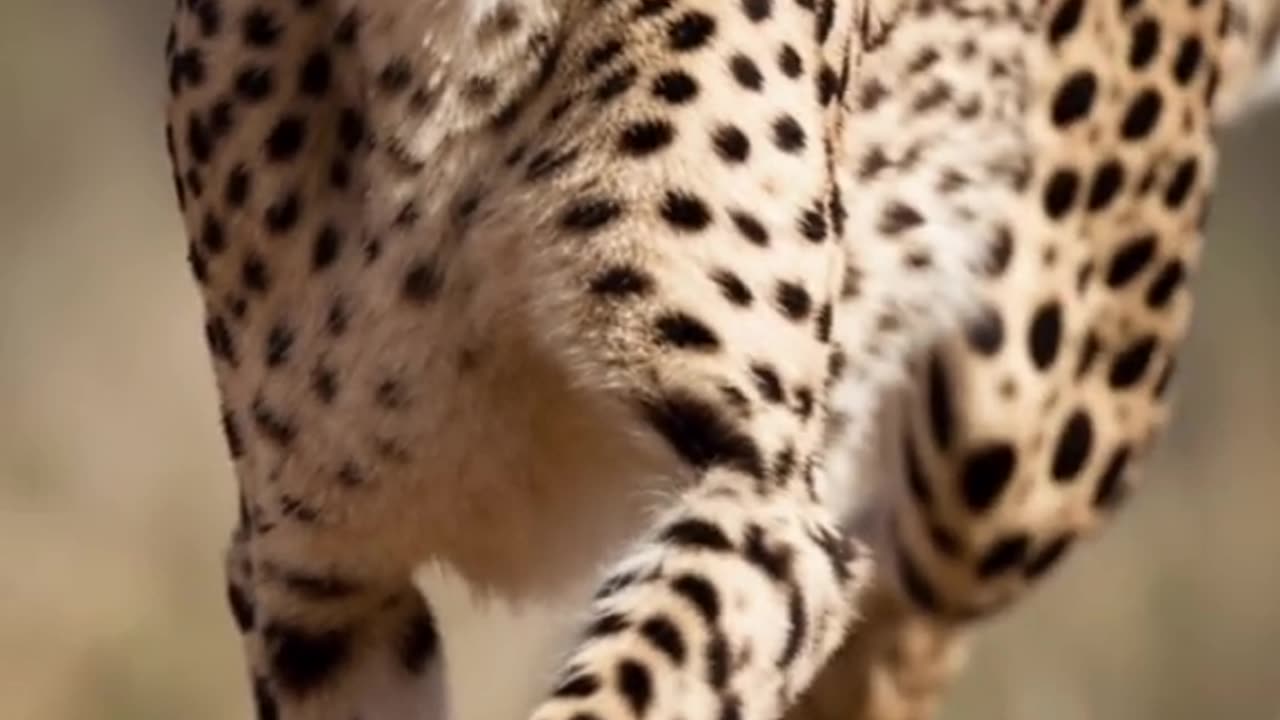 The 3 fastest animals in the world