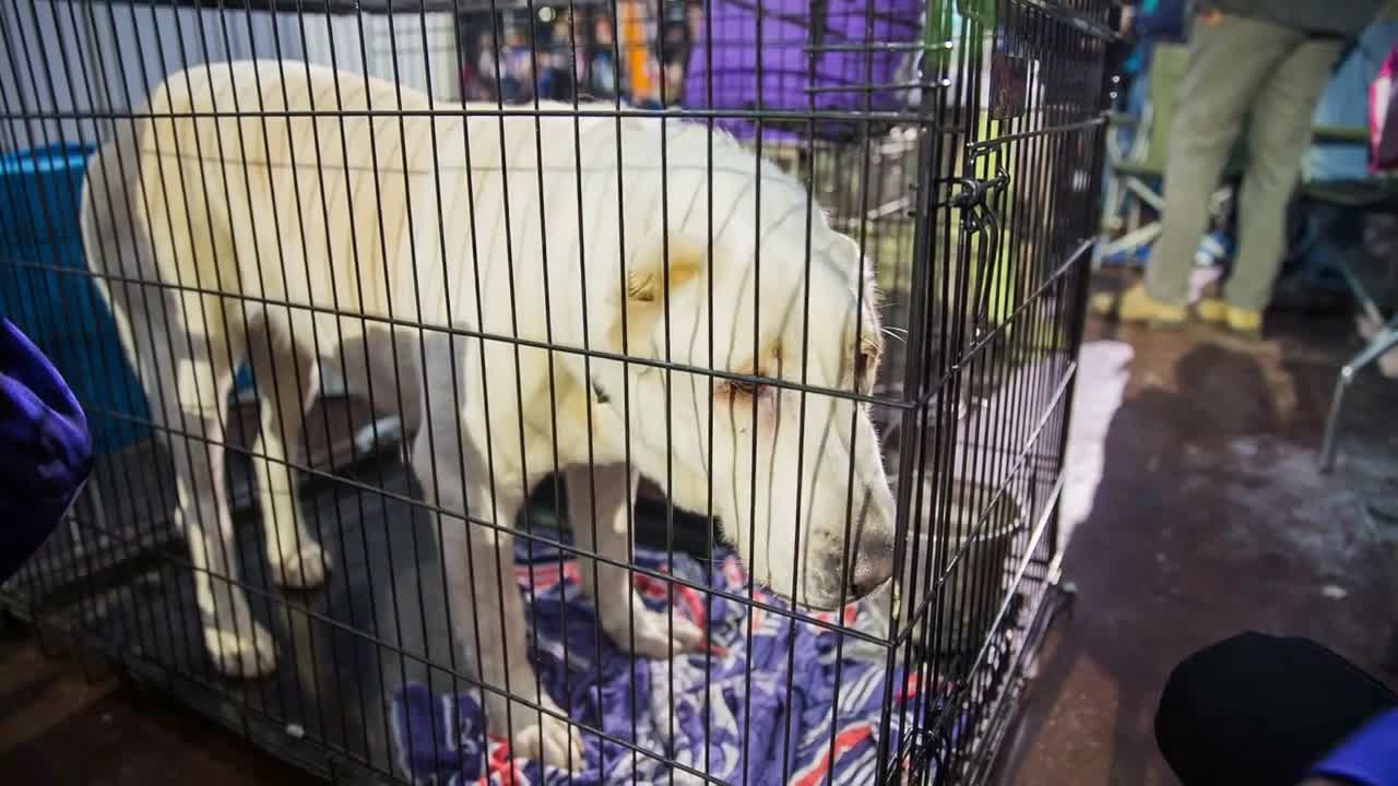 Dog behind the black fence. Adorable big white dog in a fence