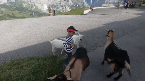 the goats in first, swiss