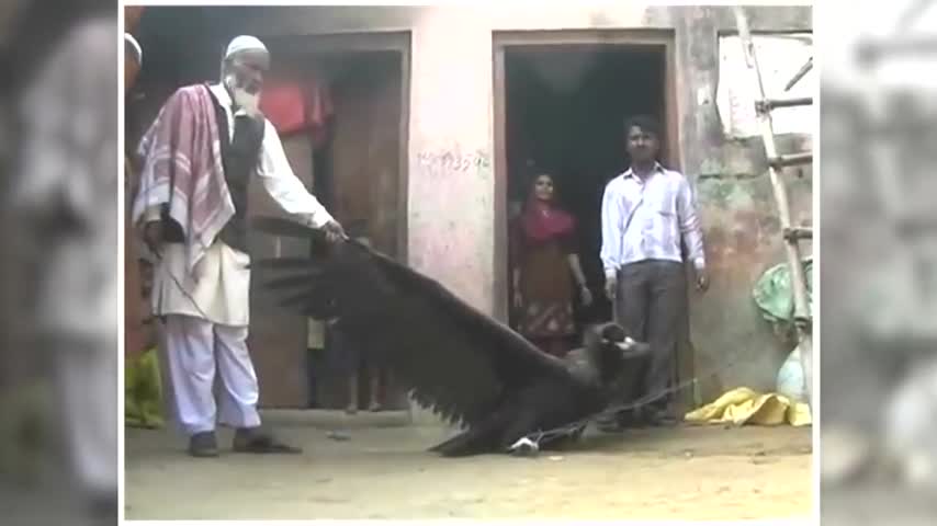 Huge strange Bird caught in India