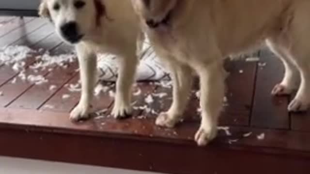 Dogs absolutely decimate outdoor furniture👏🏽