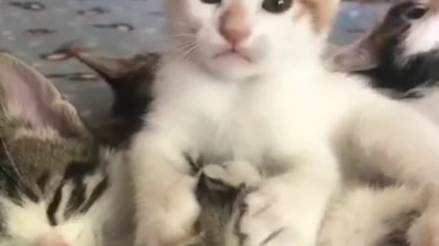 Baby cat!💗 Cute and funny cat