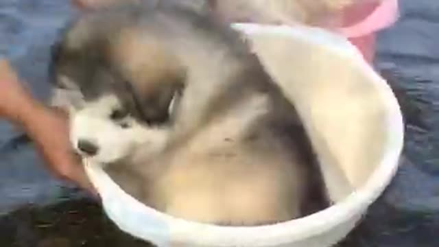 Playing with dogs in water