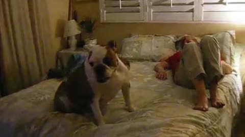 Lazy Dogs Have Special Relationship With Their Comfy Beds