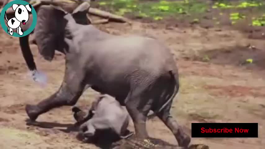 Animals Save Each other Must See