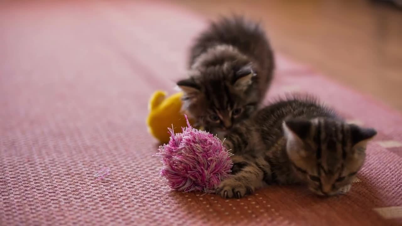 Two playful baby kittens with tassel