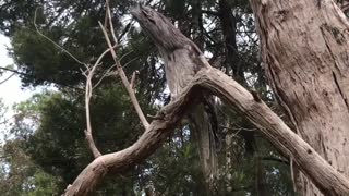 Tawny Frogmouths Are the Masters of Camouflage