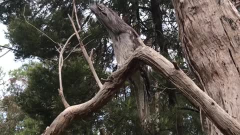 Tawny Frogmouths Are the Masters of Camouflage