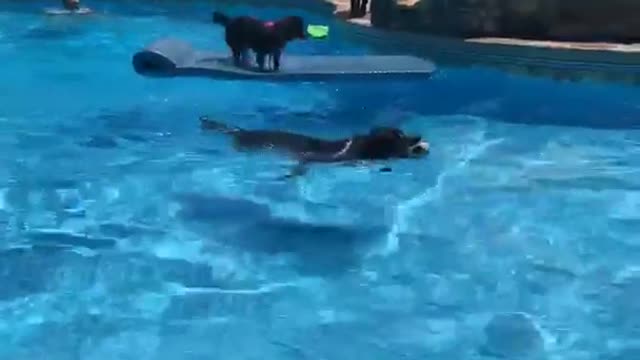 Black dog sits blue pool floatie and other dog jumps at him