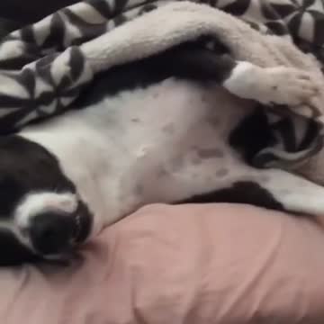 Drowsy Pit bull shows off his superior sleeping skills
