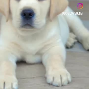 What the see 🐶🐕 dogs