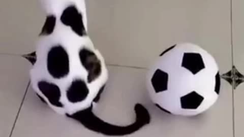 Cat confused 🤔 in football ⚽and own color