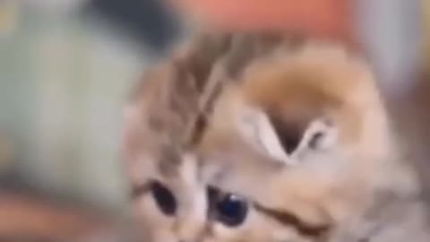 Kitten Playing Around