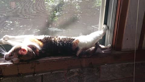 My cat Enya enjoying the window
